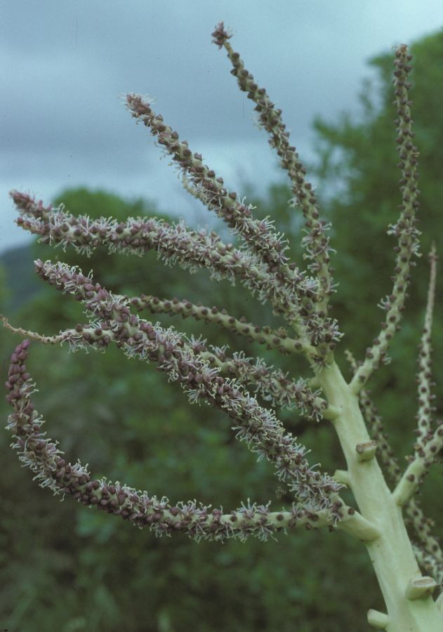 Arecaceae Rhopalostylis sapida