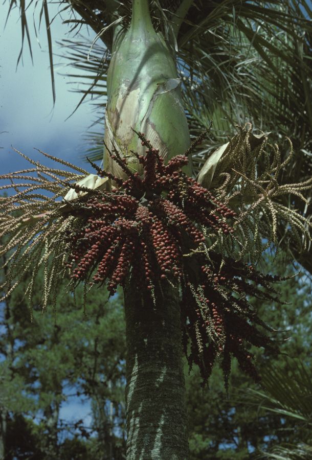 Arecaceae Rhopalostylis sapida