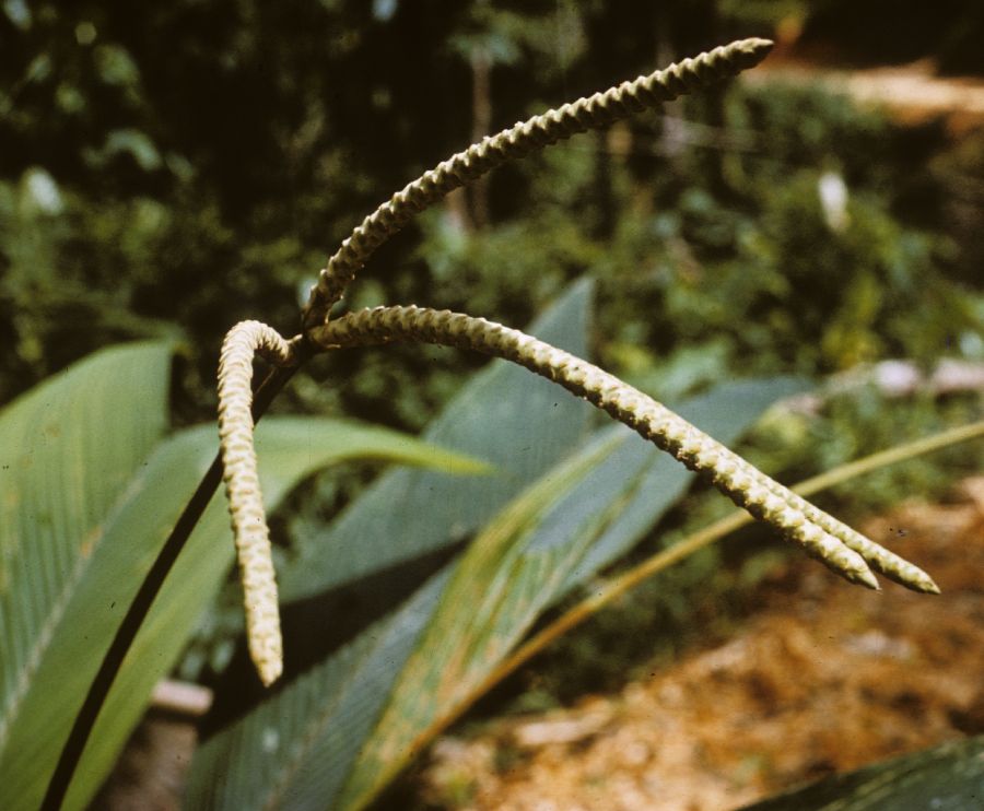 Arecaceae Aristeyera ramosa