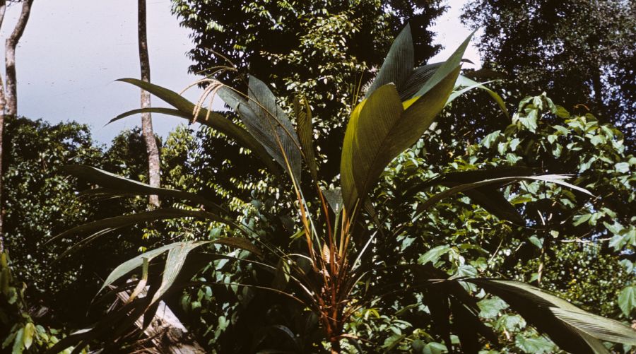 Arecaceae Aristeyera ramosa