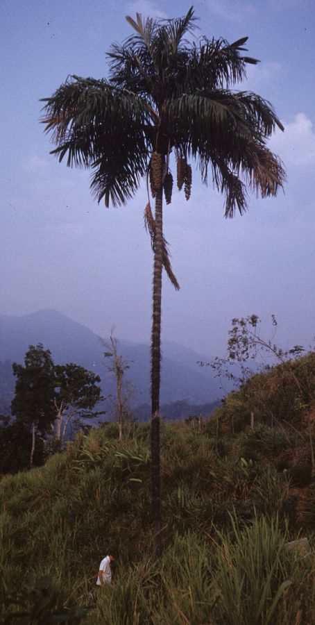 Arecaceae Astrocaryum standleyanum