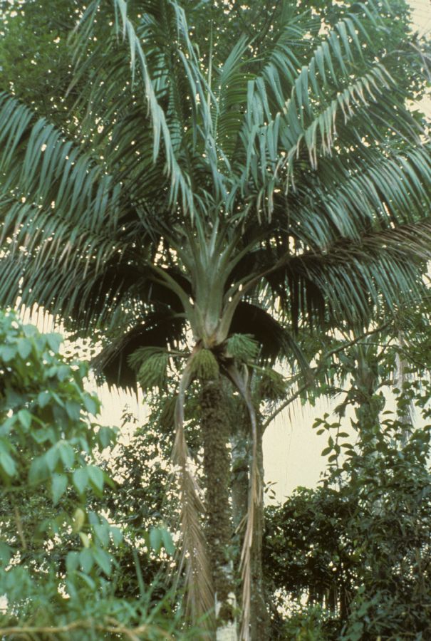 Arecaceae Calyptronoma rivalis