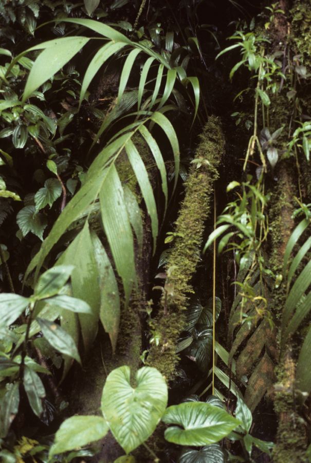 Arecaceae Geonoma 