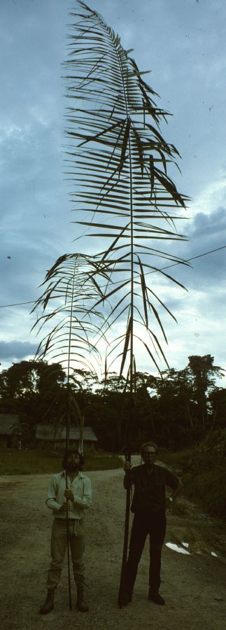 Arecaceae Phytelephas 