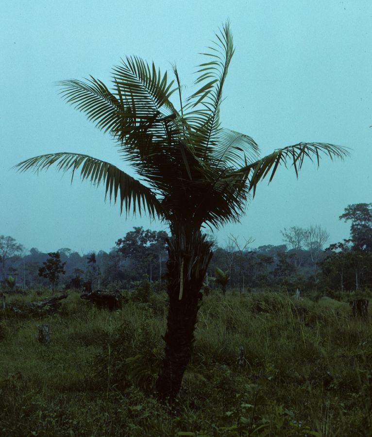 Arecaceae Phytelephas 