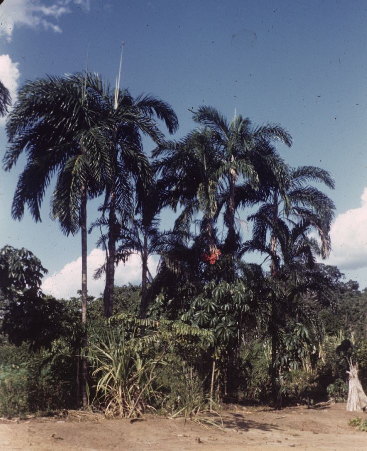 Arecaceae Bactris gasipaes