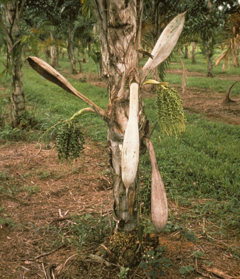 Arecaceae Bactris gasipaes