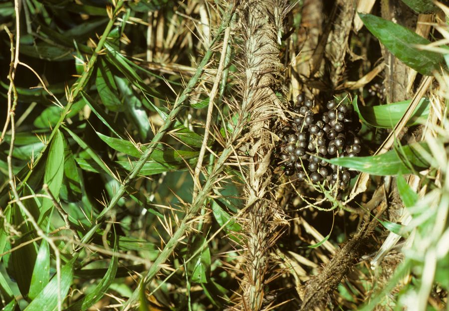 Arecaceae Bactris maraja