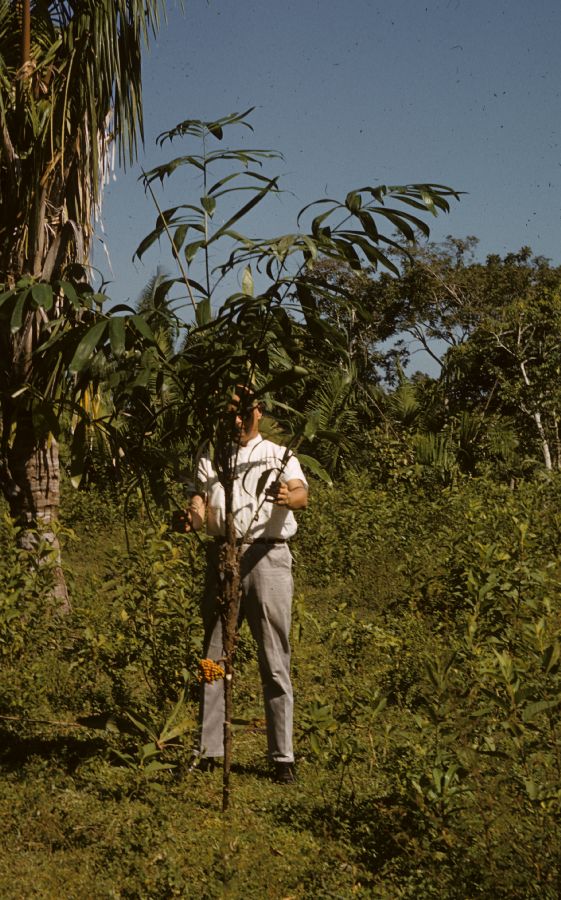 Arecaceae Bactris mexicana