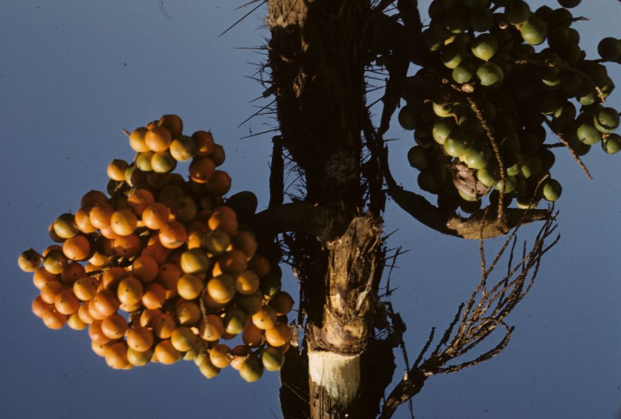 Arecaceae Bactris mexicana