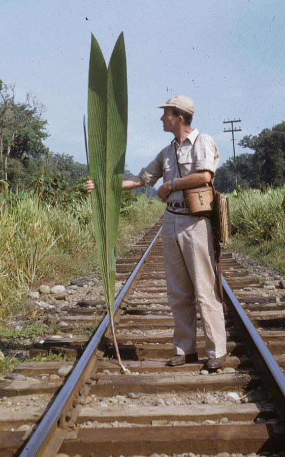 Arecaceae Bactris militaris