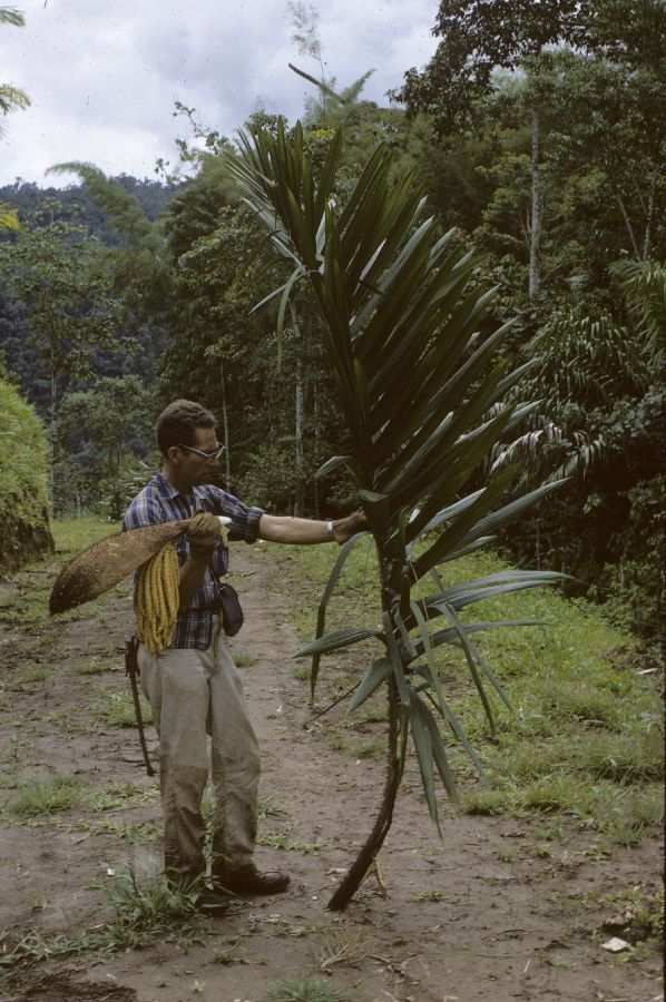 Arecaceae Bactris 