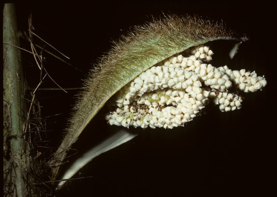 Arecaceae Bactris wendlandiana