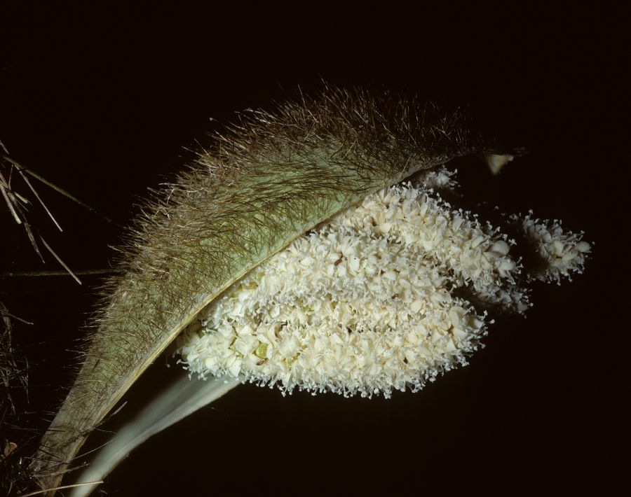 Arecaceae Bactris wendlandiana