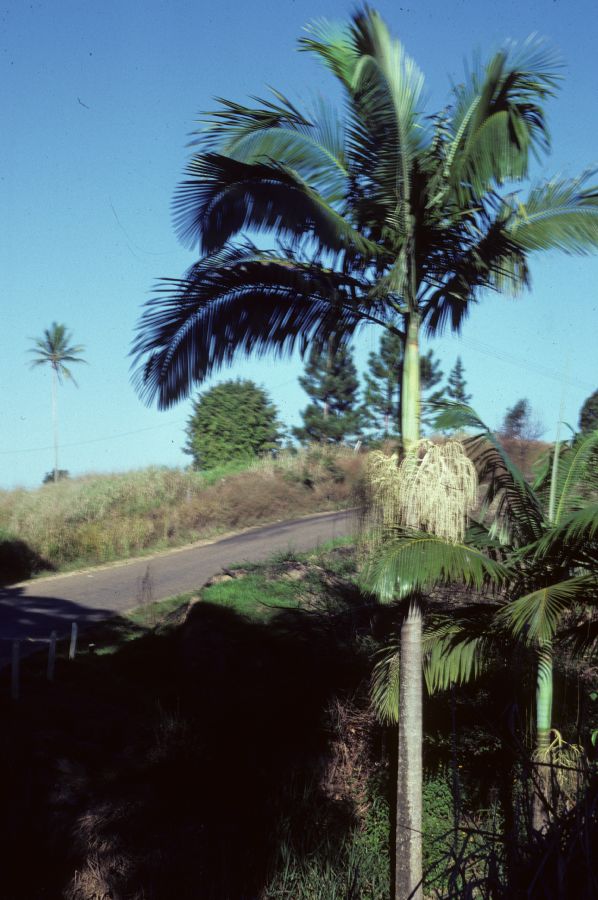 Arecaceae Archontophoenix 