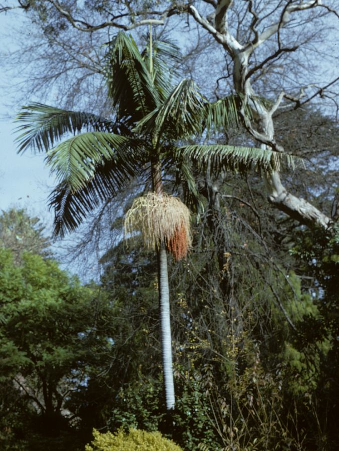 Arecaceae Archontophoenix alexandrae