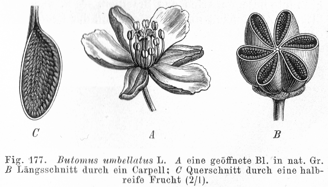 Butomaceae Butomus umbellatus