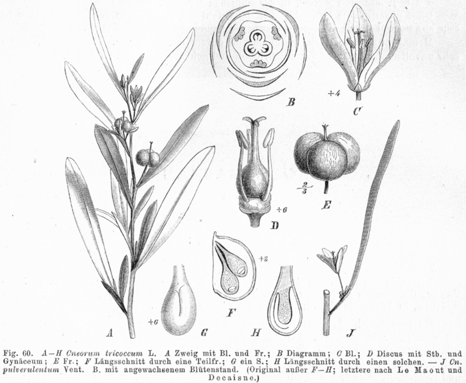 Rutaceae Cneorum tricoccon