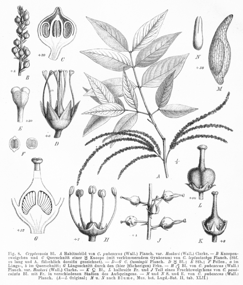 Crypteroniaceae Crypteronia pubescens