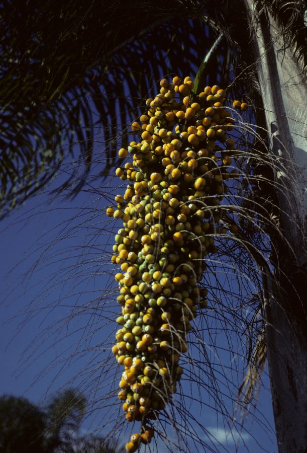 Arecaceae Arecastrum romanzoffianum