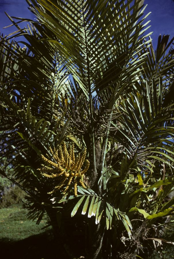 Arecaceae Arenga engleri