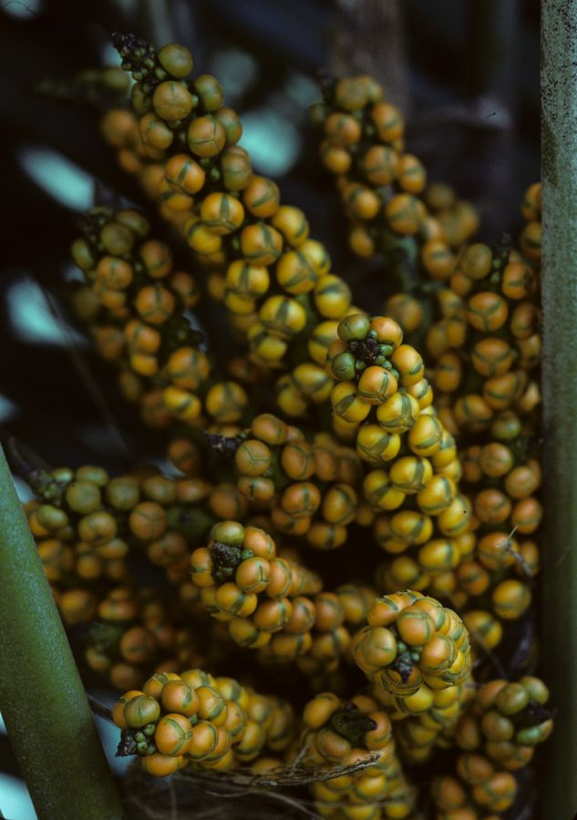 Arecaceae Arenga engleri