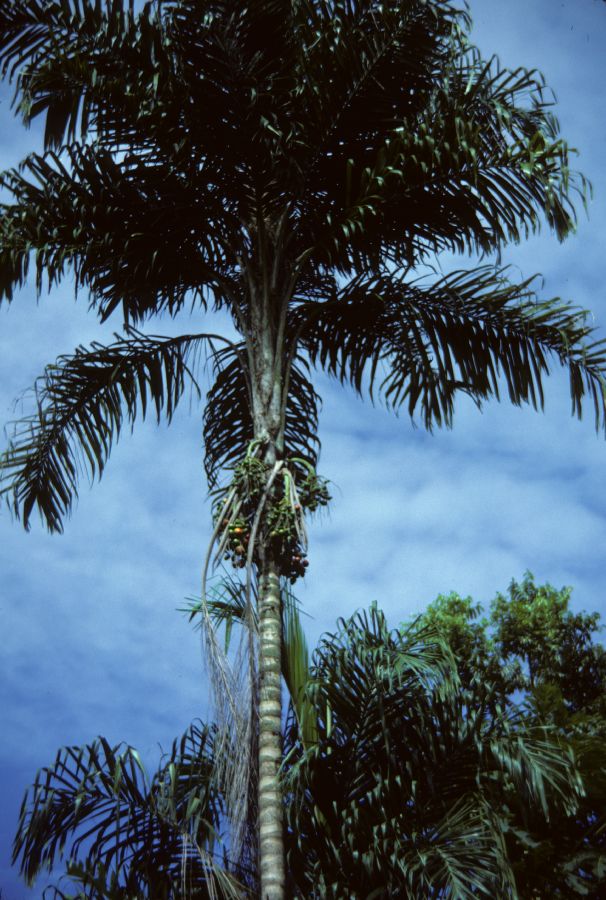 Arecaceae Bactris gasipaes