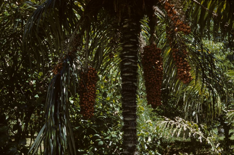 Arecaceae Astrocaryum mexicanum