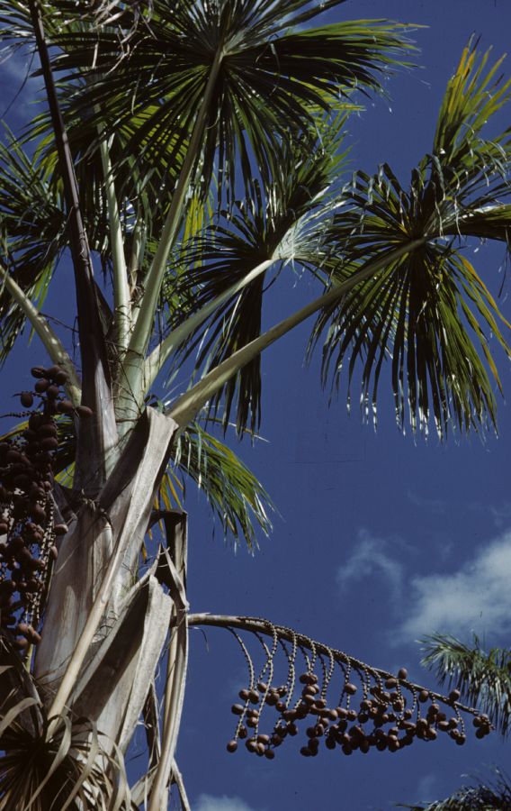 Arecaceae Borassus 