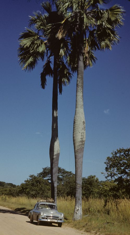 Arecaceae Borassus flabellifer