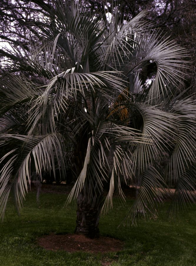 Arecaceae Butia capitata