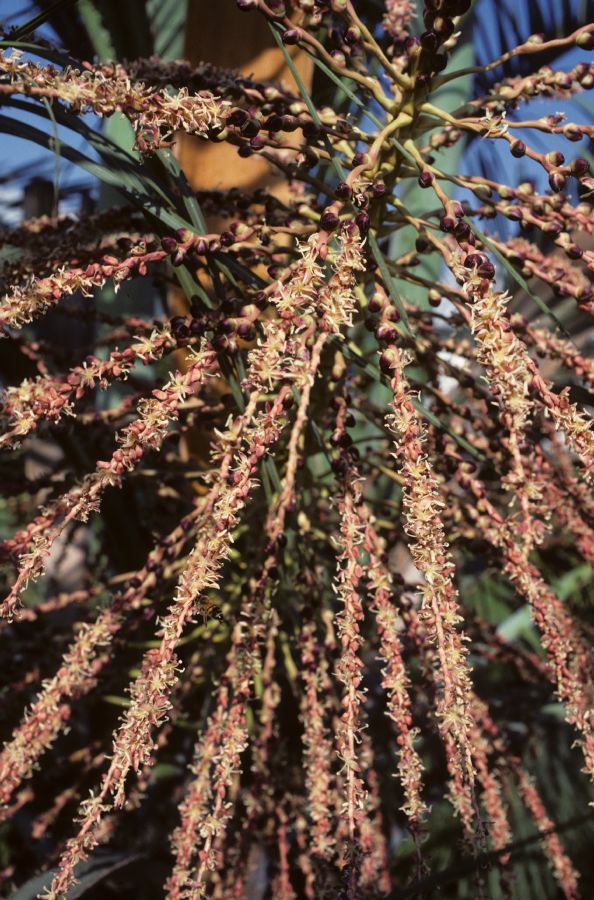 Arecaceae Butia capitata