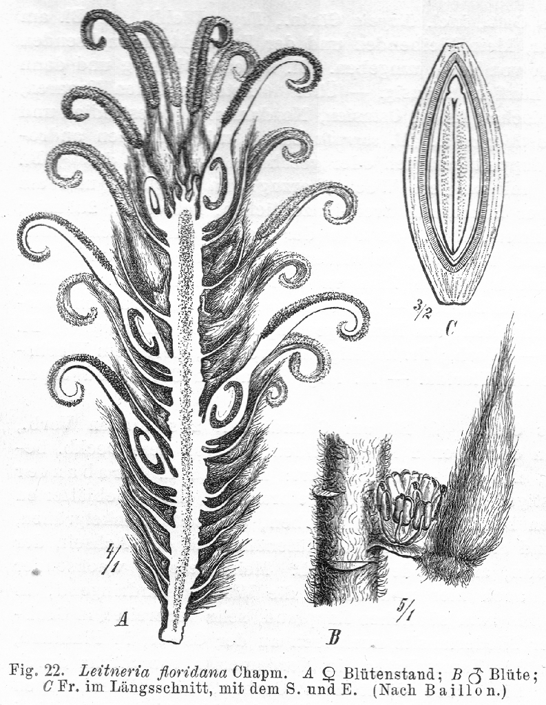 Simaroubaceae Leitneria floridana