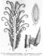 image of Leitneria floridana