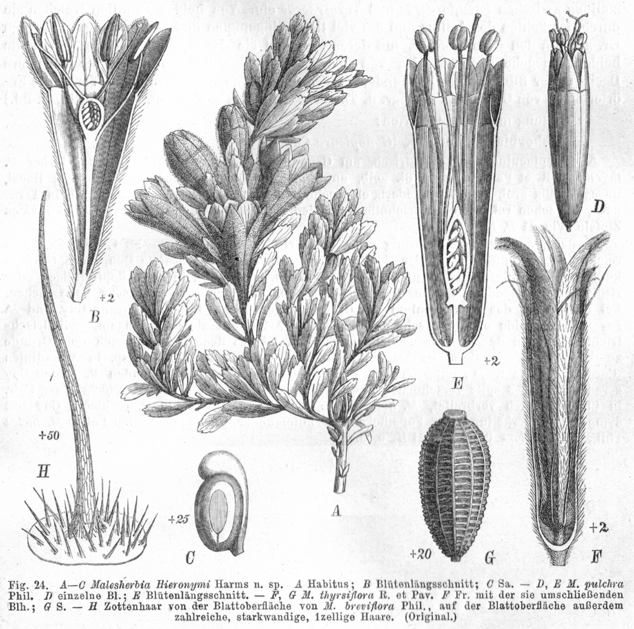 Malesherbiaceae Malesherbia hieronymi