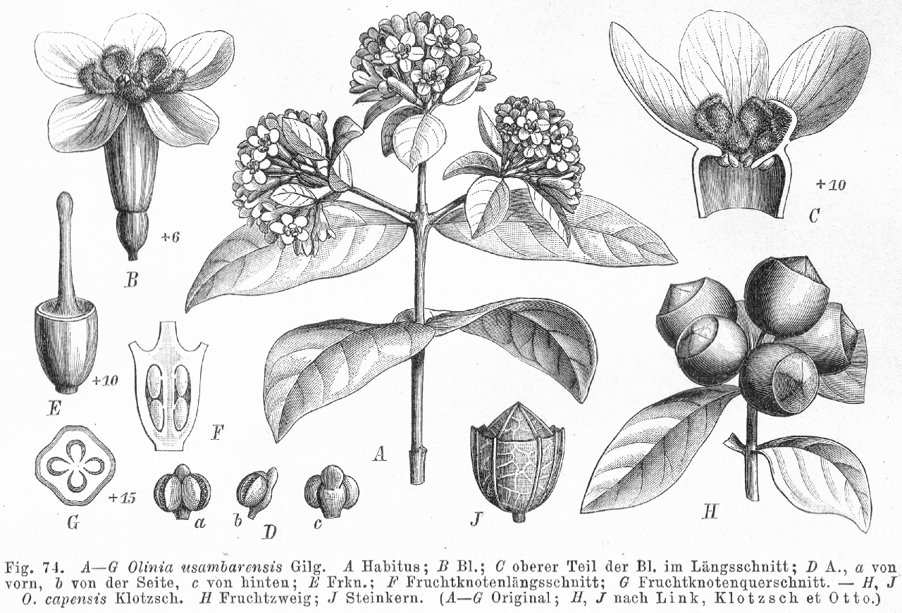 Oliniaceae Olinia usambarensis