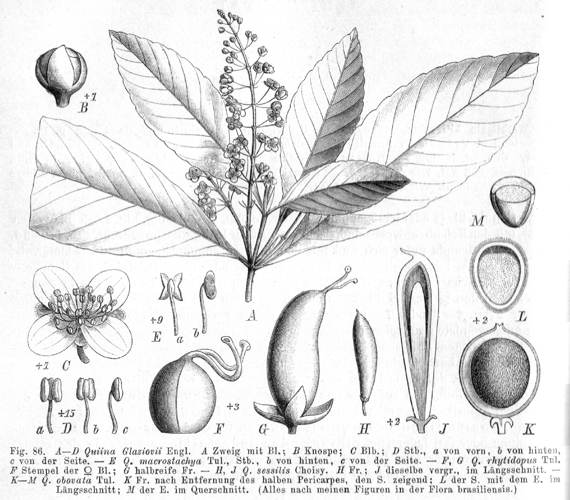 Quiinaceae Quiina glaziovii