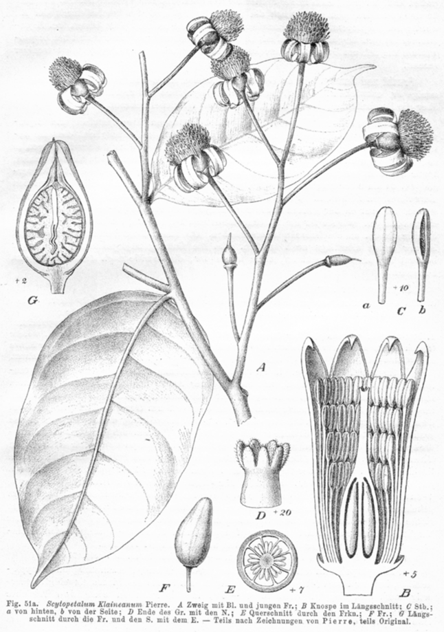 Lecythidaceae Scytopetalum klaineanum