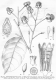image of Scytopetalum klaineanum
