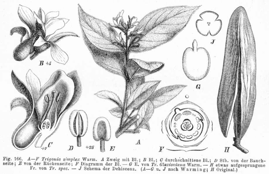 Trigoniaceae Trigonia simplex