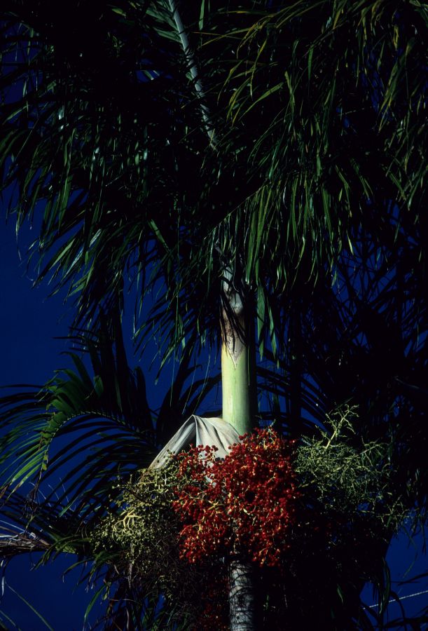 Arecaceae Carpentaria acuminata