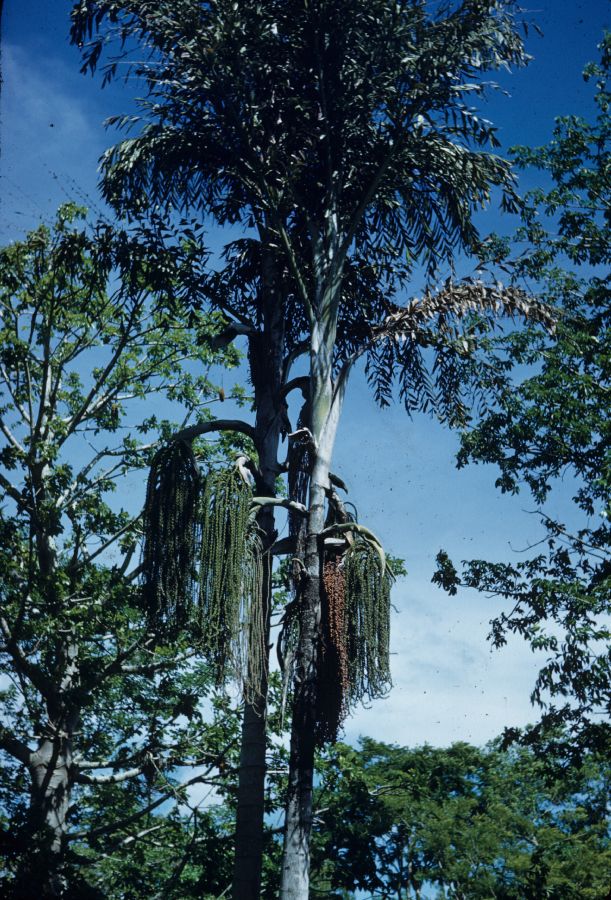 Arecaceae Caryota urens