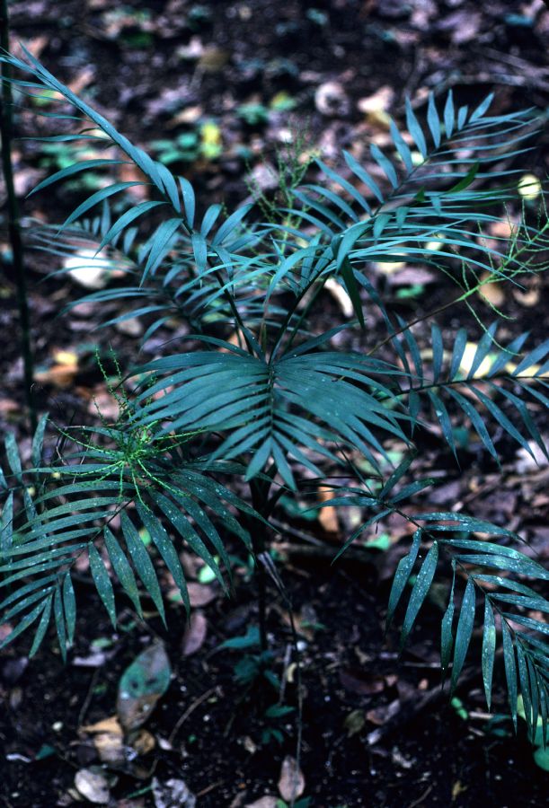 Arecaceae Chamaedorea elegans