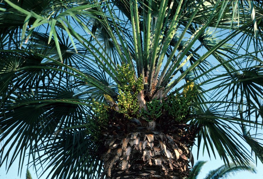 Arecaceae Chamaerops humilis