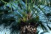 image of Chamaerops humilis