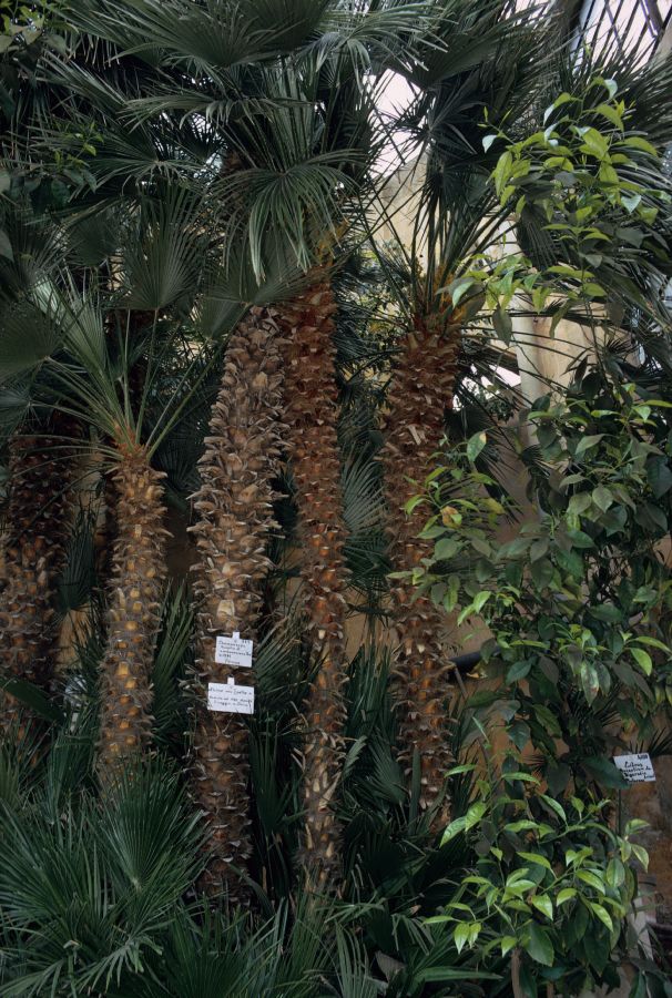 Arecaceae Chamaerops humilis