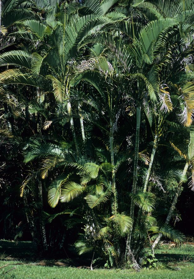 Arecaceae Chrysalidocarpus lutescens