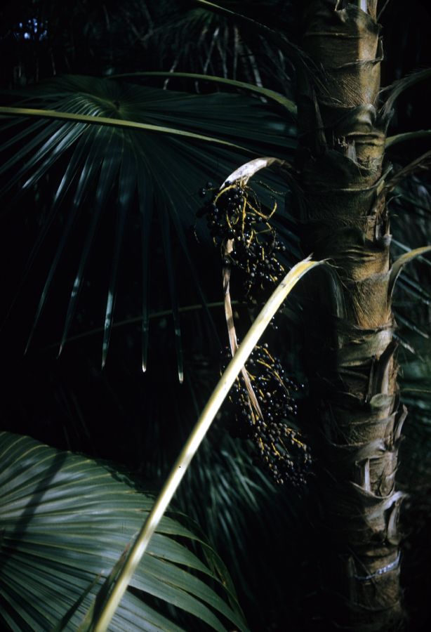 Arecaceae Coccothrinax 