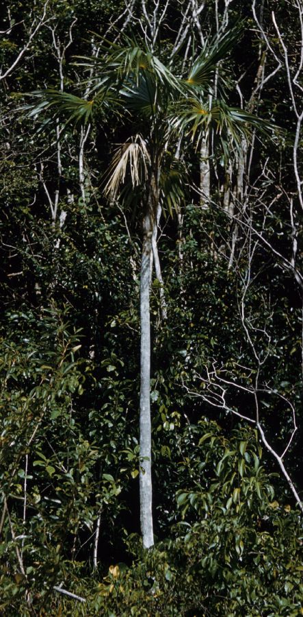 Arecaceae Coccothrinax argentata