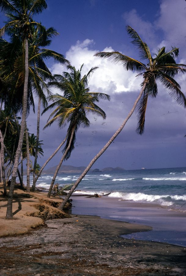 Arecaceae Cocos nucifera